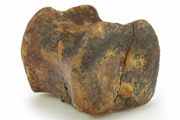 Hadrosaur (Edmontosaurus) Caudal Vertebra Centrum - South Dakota #319288